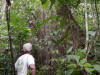 tropical hardwood costa rica